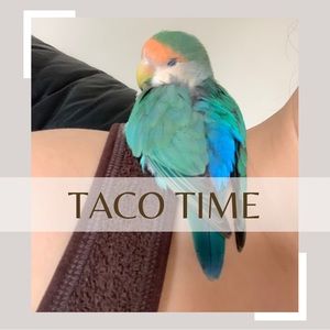 IT’S TACO TIME!